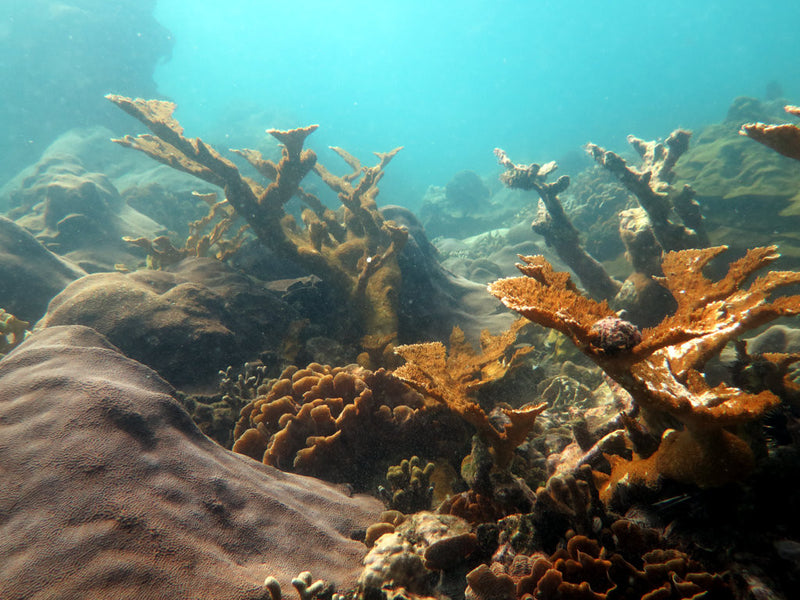 This Earth Day, support the conservation efforts towards Varadero Reef in Colombia